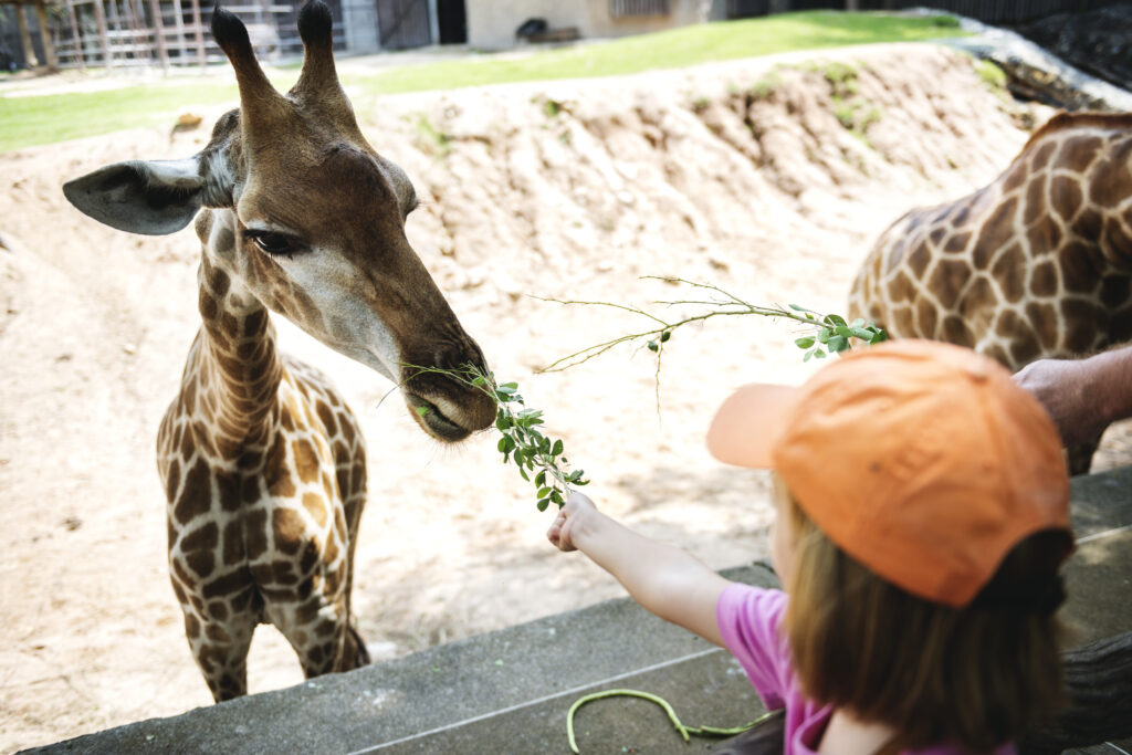 young caucasian girl feeding the giraffe at the zoo